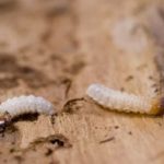 Houtworm