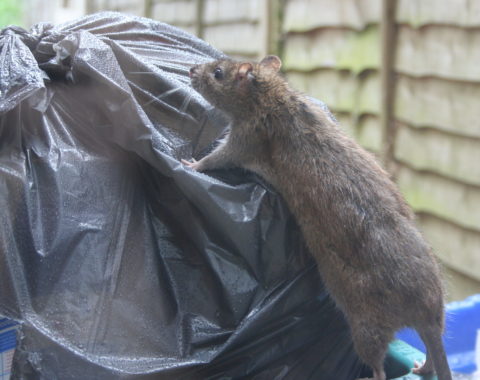 Ratten
