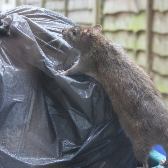 Ratten